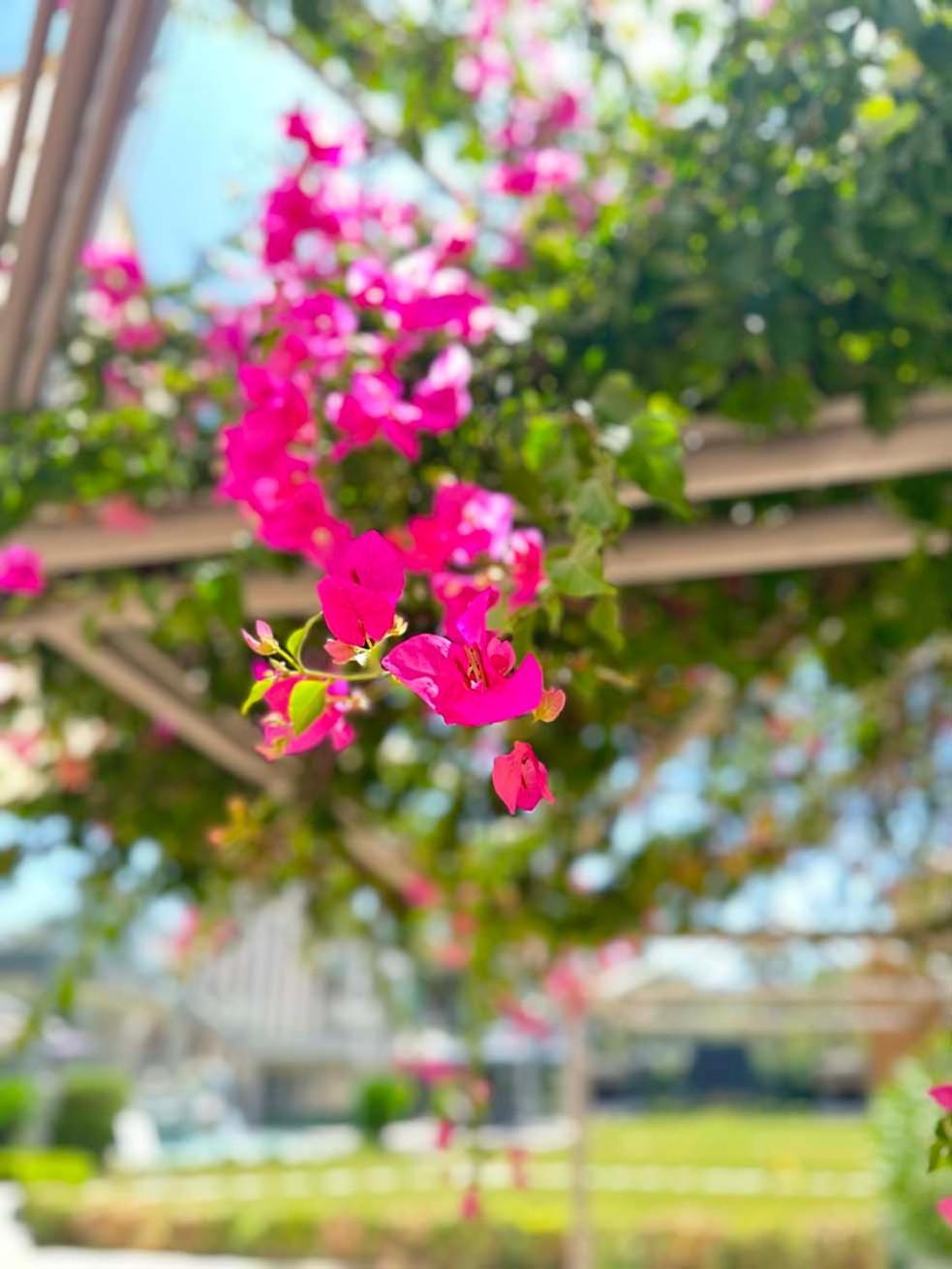 Ambrosia Hotel Beach & Spa บิเตซ ภายนอก รูปภาพ